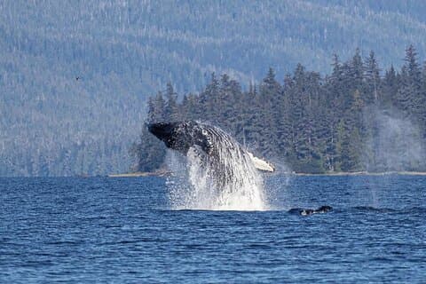 Hoteller i nærheden af Elite & Private Whales & Wildlife Excursion