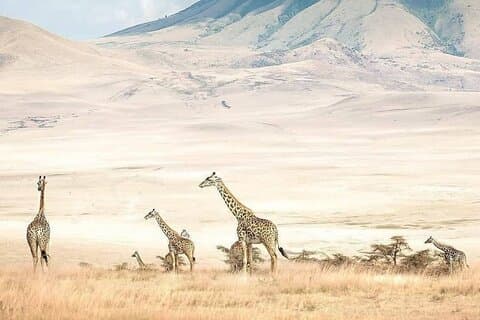 8 dagars fantastisk Safari i Tanzania Midrange Tour