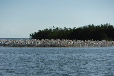 2 Hour Dolphin, Birding and Shelling Tour