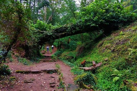 Experiencia a pie por el bosque de Bussaco, medio día desde Coimbra