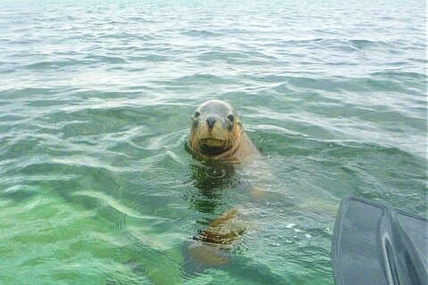 Seal Island og Penguin Island eller Point Peron Sea Kayak Tour