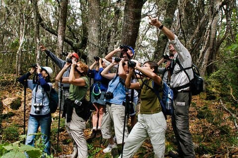 Big Island: Hakalau Forest Reserve Bird Watching Adventure