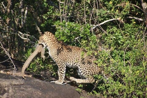 Special leopard & elefanter safari - Yala - 04.30 til 11.30
