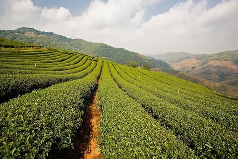 From Chiang Rai: Hill Tribes & Golden Triangle Full-Day Tour