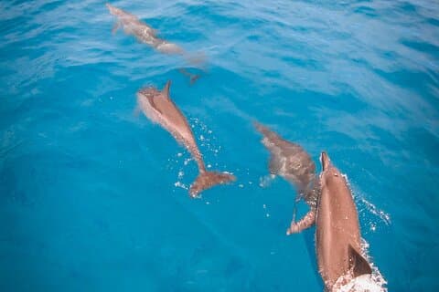 Snorkeling picnic in 4h30 with lunch in Tahiti
