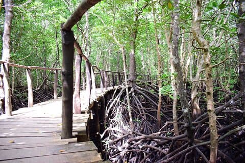 Private Tour in Jozani Forest with pick up