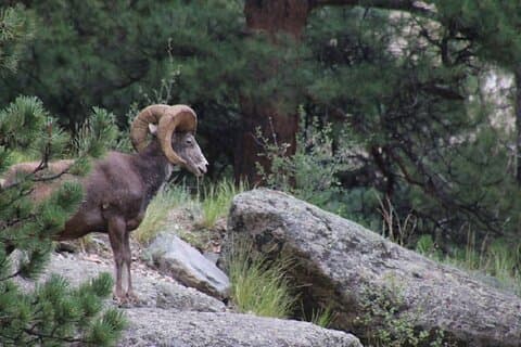 De Rocky Mountain National Park Safari Tour