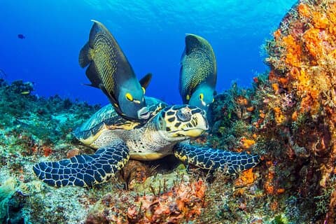 PADI Oplev Scuba Diving Tour i Cozumel