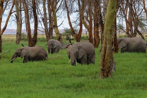Private ganztägige Safari Tour Amboseli National Park mit Mittagessen