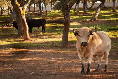 Hotell i Entre Toros y Caballos