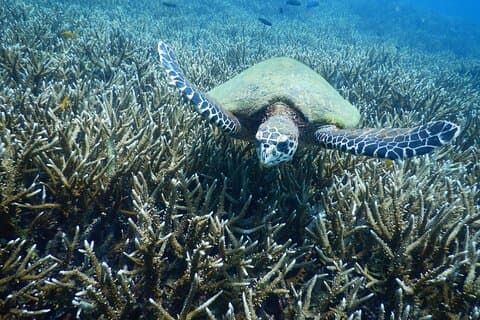 Excursion plongée pour plongeurs Certifiés : Sail Rock ou Koh Tao