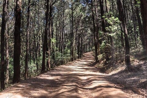 Day Trip to Menagesha Suba Forest from Addis Ababa