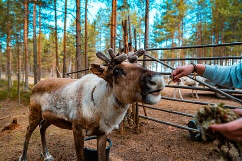 Höhepunkte der Rovaniemi Tagestour - Sommer