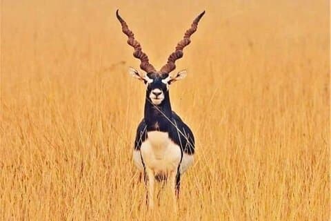 Bishnoi village safari