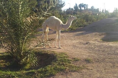 Paseo privado en camello por la Palmeraie de Marrakech