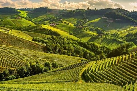 Tour privado de un día por la ciudad del vino y las trufas de Alba