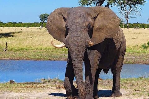 5 dias Lodge Safari de parto de gnus