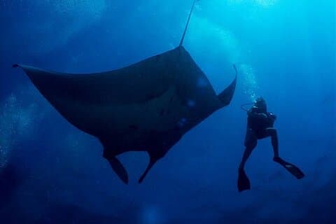 2-Day Similans Scuba Diving fra Phuket