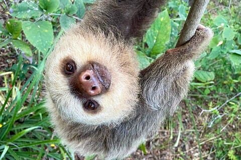 Sloth Sanctuary WildLife Hike