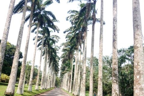 Avventura nel giardino botanico di Aburi Fattoria di cacao e cascate