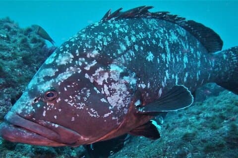 オープン ウォーター ダイバー コース SSI または PADI