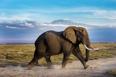 Dia Safari; Amboseli National Park a partir de Nairobi.