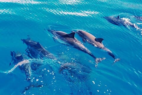 Oahu: Svømme med delfiner på vestkysten