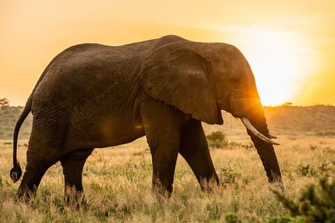 5 Days Safari Tour in Arusha