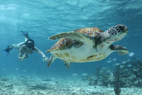 Akumal Cenote svømning og snorkling fra Cancun og Costa Mujeres