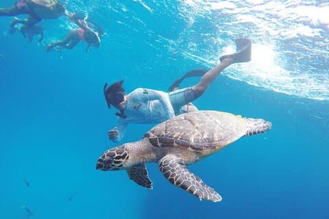 Cozumel Snorkling Tour: Palancar, Columbia och El Cielo Reefs