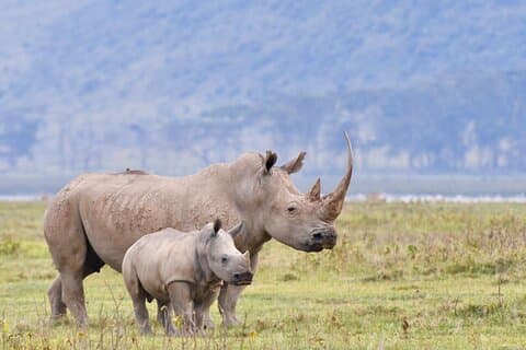 Excursão Safari de 4 dias em Masai Mara e Lago Nakuru saindo de Nairóbi