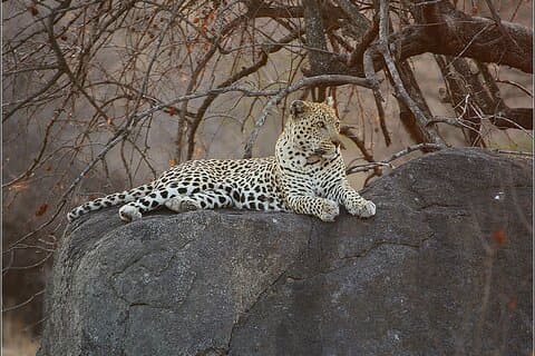Safari Cape Town Day Trip Big 5 Pilanesberg Reserve Inc flights