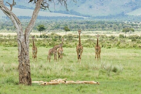 3 - Day Masai Mara Budget Camping Safari depuis Nairobi