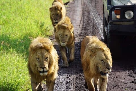 8-dagers privat guidet Tanzania Safari med henting