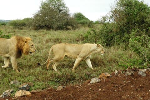 Safari Nairobi National Park