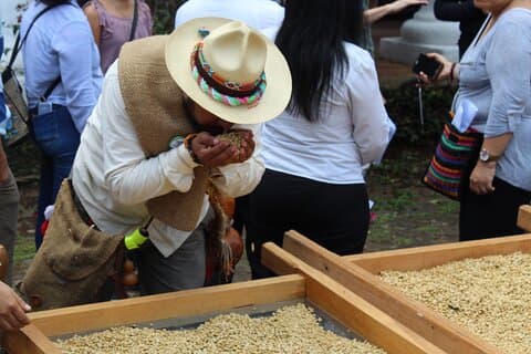 Recorrido Guiado del Café de Día Completo en Coatepec