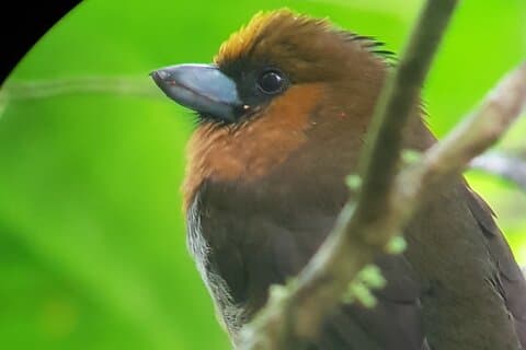 Observação de pássaros Monteverde