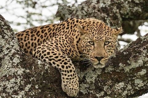 Tanzania Luxury Safari
