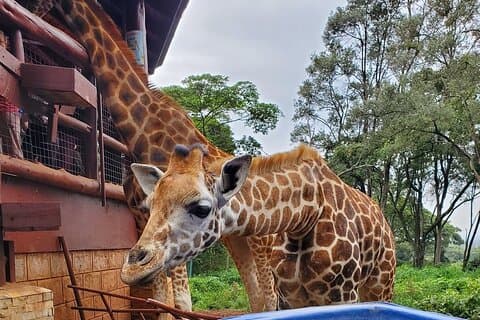 Tour naar het Nairobi Giraffe Centre & Optioneel olifantenweeshuis