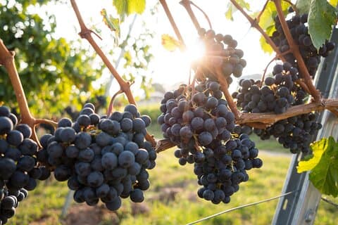 Grecia en un vaso! Tour privado de cata de vinos a Nemea desde Atenas-Pireo