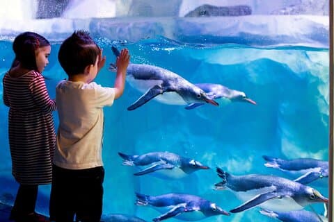 SEA LIFE Parijs Val d'Europe Aquarium-toegangsticket