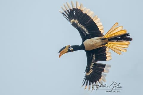 Billeder af Birding @ Dandeli 2N3D