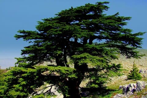 Privat tur: Cedars of Lebanon, Kozhaya og Besharreh dagstur fra Beirut