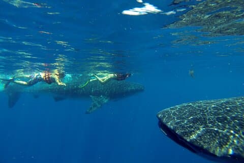 Whale Shark Encounter Full-Day All Inclusive Tour fra Riviera Maya