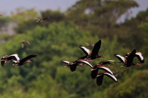 Bird Watching Adventure in La Mancha Ecological Reserve