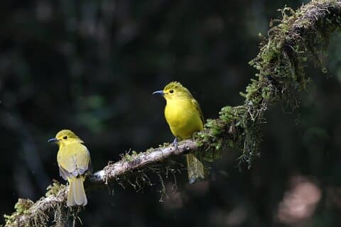 Dandeli Bird Photography Tour