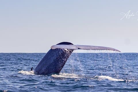 アゾレス諸島ホエールウォッチングツアー－ポンタ・デルガダ