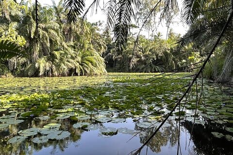 Randonnée dans la forêt de Masingini au départ de Stone Town