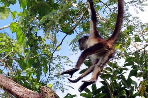 Zip lining and Canoe Monkey jungle in Tulum
