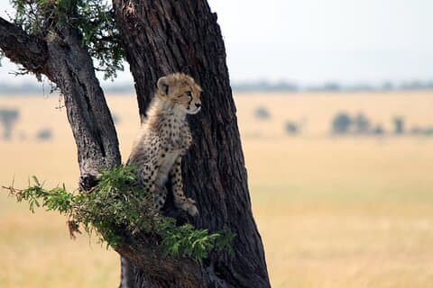 6-tägige Tansania Adventures Safaris - Gruppe bei Camping Safaris